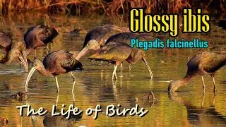The Life of Birds | Glossy ibis | Plegadis falcinellus