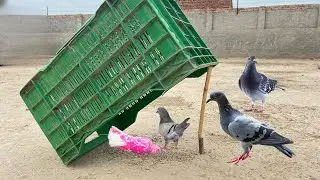 Easy And Fast Pigeon Catching Trap | How To Make Birds Trap | 