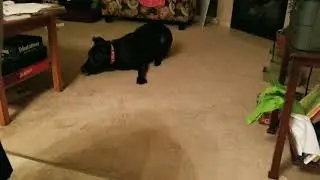 Rinzler found a cat toy