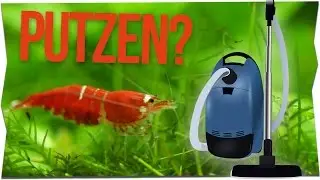 CAN SHRIMPS CLEAN YOUR AQUARIUM TANK?