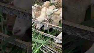 Sheep