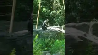 Bonobo eating _ cincinnati zoo #animal #bringingthezootoyou #bonobo #cincinnatizoo