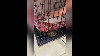 Спустя год домашней жизни, кошку выкинули на улицу