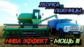 Уборка ПШЕНИЦЫ 2022 / Косим ПШЕНИЦУ на НИВЕ ЭФФЕКТ !!!