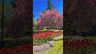 Spring 🌼 🌱 l Canada🇨🇦