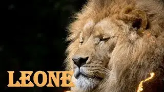 LEO ANNUAL FORECAST 2026
