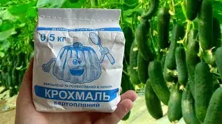 Старый фермер рассказал секреты высокого урожая огурцов: Дайте крахмал огурцам! И готовьте мешки...