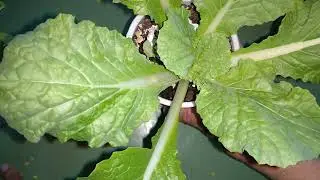 Can Chinese cabbage be grown on a balcony? Seeds from AliExpress