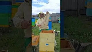 КАЧАЕМ АКАЦИЮ 2024.