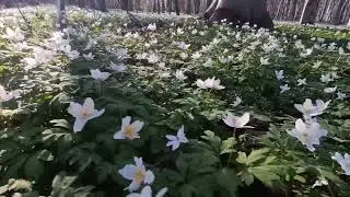 Anemone skovbund