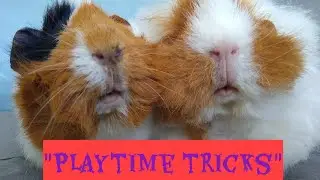 Guinea pigs playtime tricks, Adorable Abyssinian and Merino breeds guinea pigs