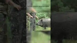Не совсем дикий кабан 