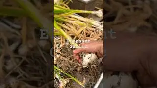 Garlic Galore!