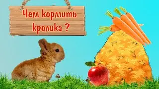 Чем кормить маленького декоративного кролика и чем кормить нельзя