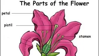 Labeling A Flower and Understanding Flowers