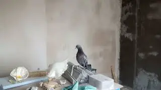 До нас на роботу завітала голубка