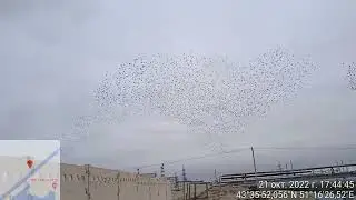 Танец птиц в небе!