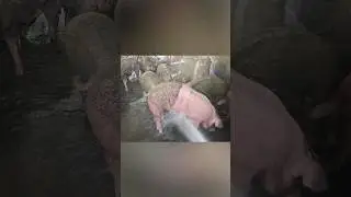 El spa más exclusivo que estos cerditos jamás imaginaron