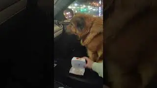 ночной перекус красотки хитропопой