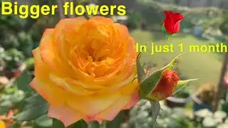 Get Bigger ROSE Flower in just 1 month | Tips for Giant Rose| Care Routine