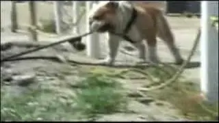 funny dog video