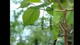 ШЕЛКОВИЦА  (MORUS)  сем. Тутовые