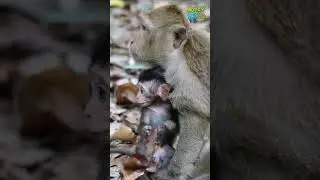 Emm Emm🐵