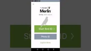 Merlin bird ID