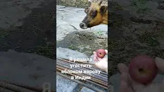 Я решила угостить яблоком корову в Индии