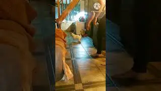 Войско тёмное, зверь Джек рассел терьер
