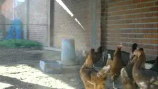 Catálogo de animales