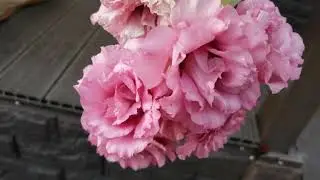 ИРЛАНДСКАЯ  РОЗА