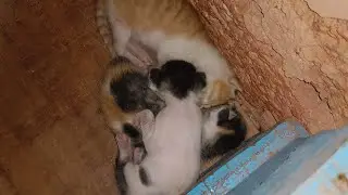 meri billi ne bacche diye 😺 🐾