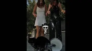 unexpected cat revenge 😼