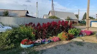 Цветник в 2022 году 🌺🌺🌺