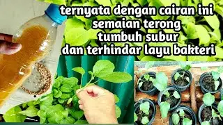 Semai terong 100 persen tumbuh subur dengan cairan ini