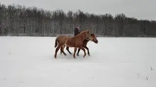 Рута и Барс1