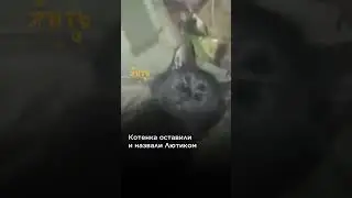 Этого черного котенка спасли бойцы в зоне СВО @shortszoozhit #котенок #сво #спасли #бойцы #shorts