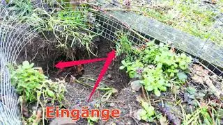 Marder baut sich im Garten eine Erdhöhle Beobachtungen mit der Wildkamera