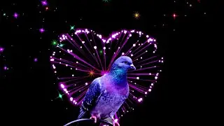 QUOTES - Good Morning Video