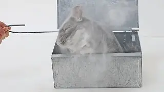 Ultimate Chinchilla Dust Bath!