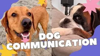 Dog communication!
