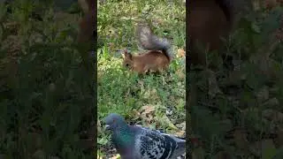 Белочка прячет орешек#Самара#дети#белки#