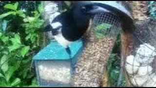 Magpie Bird On Autumn Sunday Visit To My Cottage Garden Scone Perth Perthshire Scotland