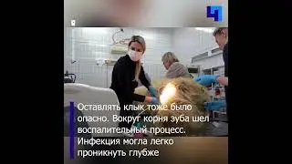 Стоматолог для косолапого: белому медведю Диксону удалили поврежденный клык