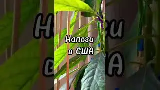 Налоги в США. Как в США платят налоги?