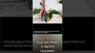 30.06.24 #Растения почтой🌿Липецк🌸Филодендроны🌿Сингониумы🌸Сансевиерии🌿Рипсалис🌸 #shorts