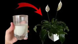 Natural fertilizers for plants/Натуральные удобрения для растений