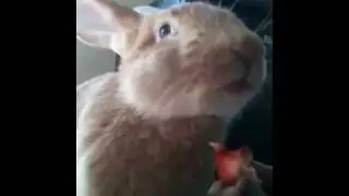 eat the strawberry