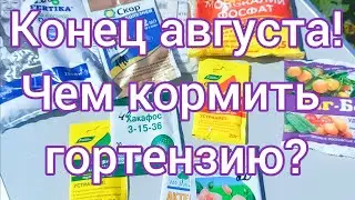 Чем кормить гортензии в конце августа⁉️ После обзора цветущих кустов  подробная схема💗